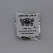 Hoa Bac Vietnamese Silver Leaf seeds