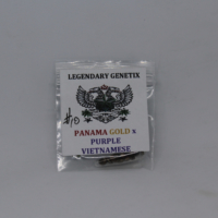 Panama Gold x Purple Vietnamese seeds