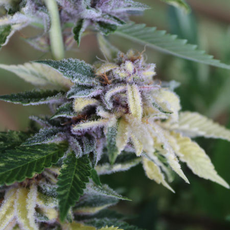 Variegated cannabis plant