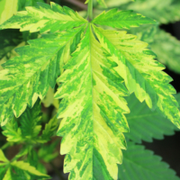 cannabis plant with variegated leaves