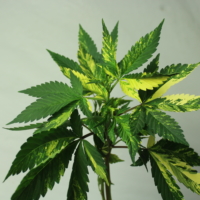 find variegated cannabis