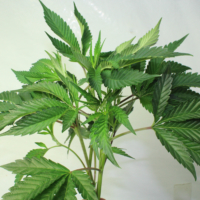 gorilla glue #4 cannabis cuttings