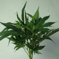 Halo unrooted marijuana cuttings
