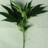 marijuana cuttings halo
