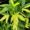 Variegated cannabis clones