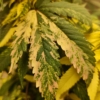 pink variagtion on cannabis leaves