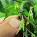 Dragonsblood Hashplant cannabis