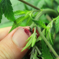 Bleeding cannabis plant