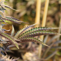 Halo cannabis plant