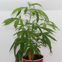 Buy Orange Kush cannabis clones
