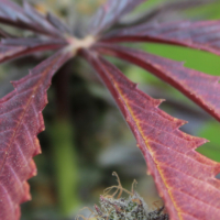 Trixx cannabis leaves