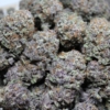 Purple Pineapple Express #4 marijuana plant