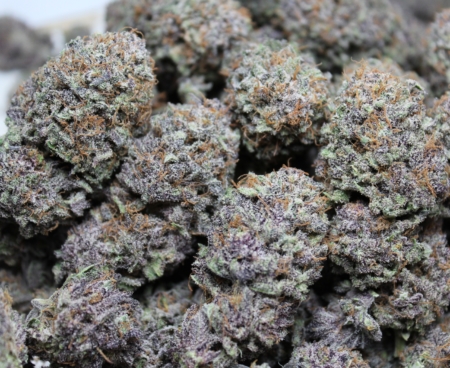 Purple Pineapple Express #4 marijuana plant