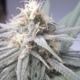 Blue Dream cannabis flower