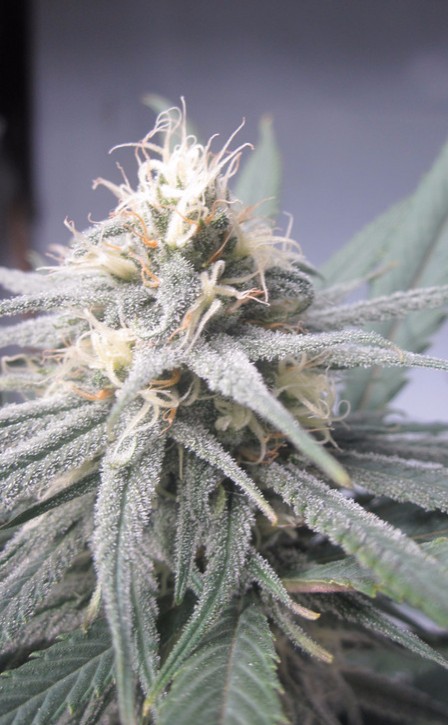 Blue Dream cannabis flower