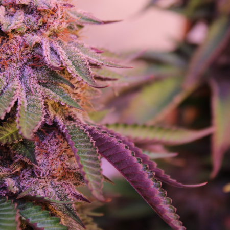Purple Pineapple Express cannabis clones