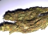 Orrisa gold equatorial cannabis seeds