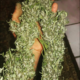 Sheelavathi cannabis seeds