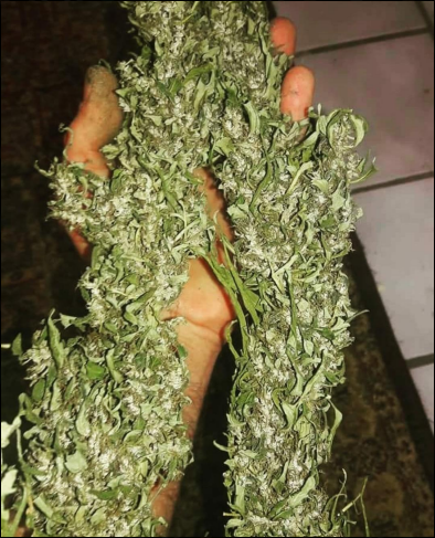 Sheelavathi cannabis seeds