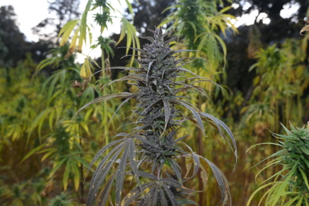 Waichin Valley marijuana seeds