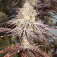 mass medical strains white cuntz cannabis seeds