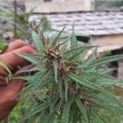nanda devi biosphere reserve marijuana seeds