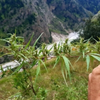 Indian cannabis seeds nanda devi biosphere reserve