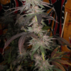 Pink Cuntz seeds, bred by Mass Medical Strains