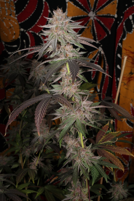 Pink Cuntz seeds, bred by Mass Medical Strains