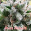 Oreoz Blitzard seeds