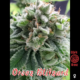 Oreo Blizzard cannabis seeds