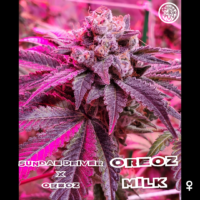 Oreoz milk marijuana plant