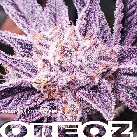 Oreoz S1 marijuana seeds