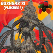 Gushers S1 cannabis seeds