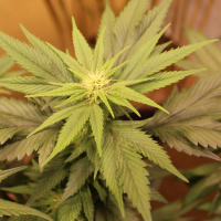 fused leaf marijuana plant