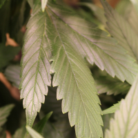 webbed cannabis leaf variety