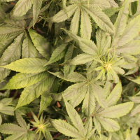 Purple Smooth Leaf cannabis variety
