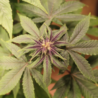 Purple non-serrate leaf cannabis plant