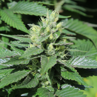 Double Duck webbed leaf marijuana strain