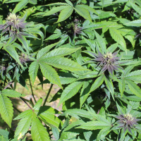 Annunaki Genetics Purple Smooth Leaf cannabis seeds