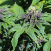 Non-serrate leaf edges cannabis strain