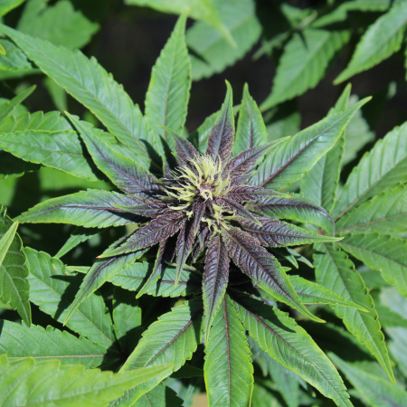 Purple Smooth Leaf mmj seeds, bred by Annunaki Genetics
