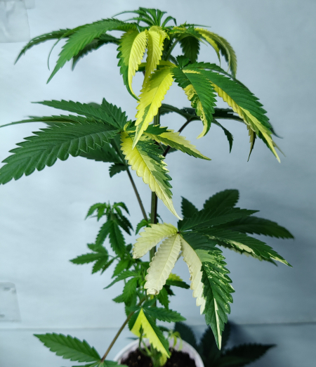 Variegated cannabis plant- Divine LemonAid