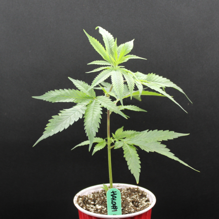 Halo powdery mildew resistant cannabis clone in soil