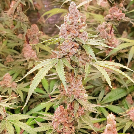 Lush as Fuck cannabis plant, grown by Arkitecht22