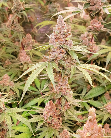 Lush as Fuck cannabis plant, grown by Arkitecht22