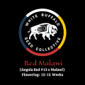 Red Malawi cannabis seeds