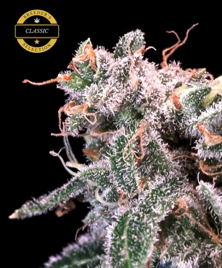 Kombucha Cream cannabis seeds, by Atlas Seeds