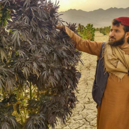 ILE Afghan Selection #2 Maruf Kandahar cannabis seeds