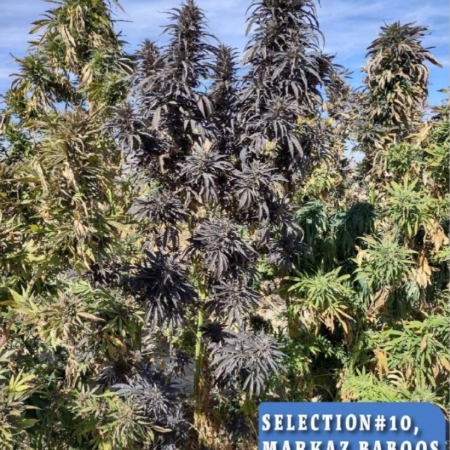 Selection #10 Markaz Baboos, Logar cannabis seeds